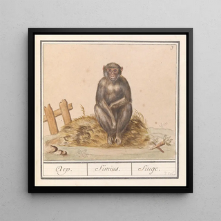 Aap Primates Aep Simius Singe - Anselmus Botius de Boodt