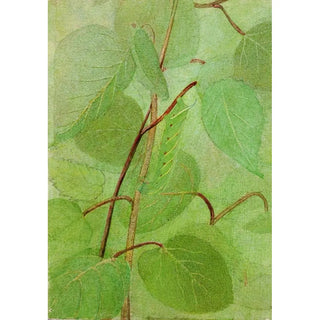 Abbott Handerson Thayer - Sphinx Caterpillar study for book Concealing Coloration in the Animal Kingdom.webp