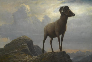 Albert Bierstadt - Study Of A Bighorn Ram.webp