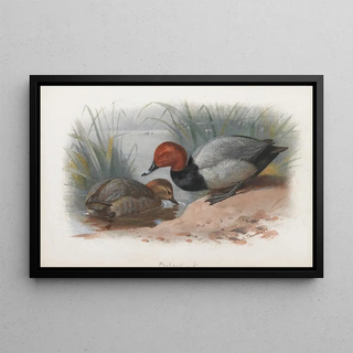 Archibald Thorburn - A Pair Of Pochard.webp