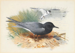 Archibald Thorburn - Black Tern Great Shearwater.webp