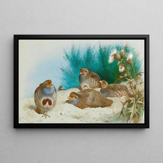 Archibald Thorburn - English Partridge With Gorse And Thistles.webp