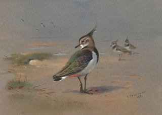 Archibald Thorburn - Green Plovers.webp