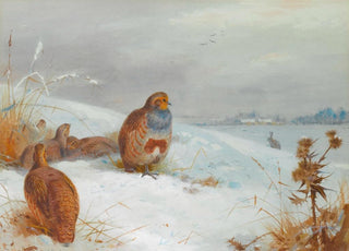 Archibald Thorburn - Hard Times Partridges And A Hare.webp