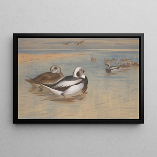 Archibald Thorburn - Longtailed ducks.webp