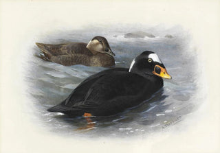 Archibald Thorburn - Surf Scoter.webp