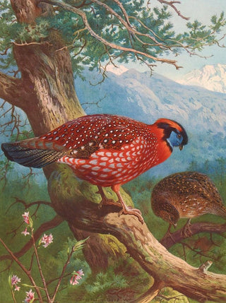 Archibald Thorburn - Temmincks Tragopan.webp