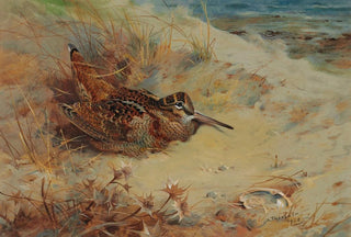Archibald Thorburn - Woodcock sheltering in the sand dunes.webp