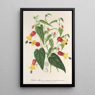 Charles Antoine Lemaire - Abutilon vexillarium.webp