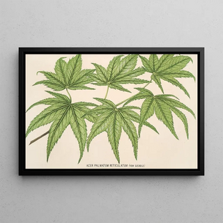 Charles Antoine Lemaire - Acer palmatum reticulatum.webp