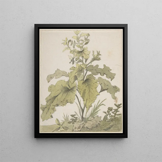 Christian Wilhelm Ernst Dietrich - Study of a Plant.webp