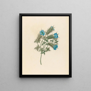 Clemenz Heinrich Wehdemann - Acanthus carduifolia Blepharis sinuata.webp