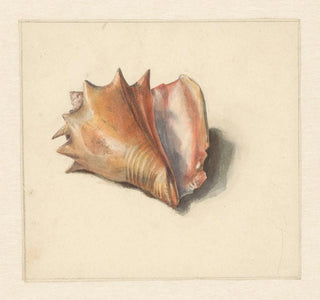 Étude d'une coquille - Albertus Steenbergen