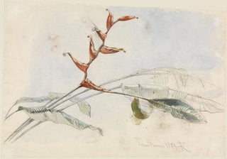 Ferdinand Keller - Blhender Kaktus bei Tres Barras.webp