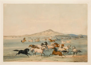 George Catlin - Wild Horses at Play.webp
