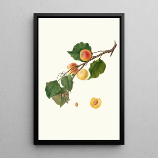 Giorgio Gallesio - Albicocca Alessandrina a Mandorla Amara Armeniaca Alexandrina Apricot.webp