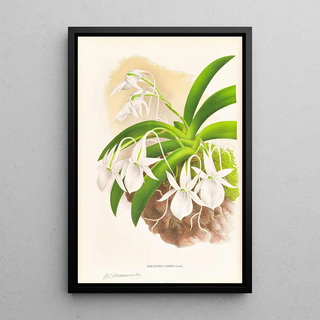 Jean Jules Linden - Aeranthus Leonis.webp