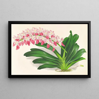 Jean Jules Linden - Aerides maculosum.webp