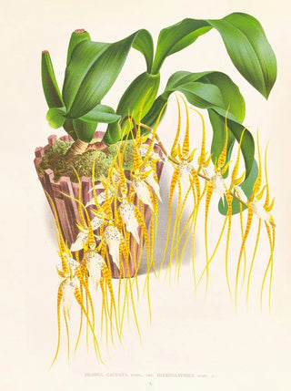 Jean Jules Linden - Brassia caudata.webp