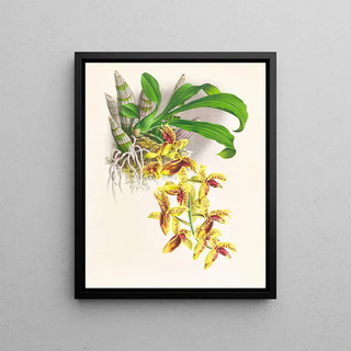 Jean Jules Linden - Catasetum galeritum.webp