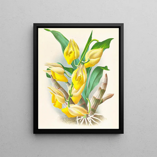 Jean Jules Linden - Catasetum macrocarpum.webp