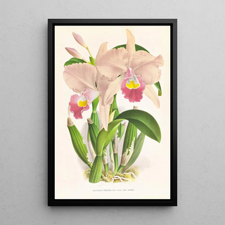 Jean Jules Linden - Cattleya Trianae.webp