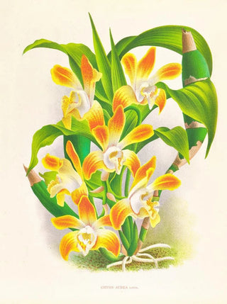 Jean Jules Linden - Chysis aurea.webp