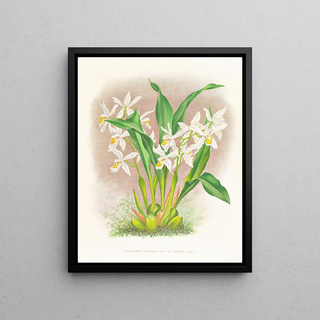 Jean Jules Linden - Coelogyne ocellata.webp