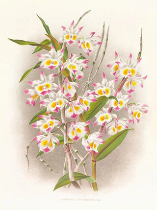 Jean Jules Linden - Dendrobium devonianum.webp