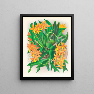 Jean Jules Linden - Epidendrum vitellinum.webp