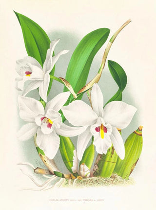 Jean Jules Linden - Laelia anceps var hyeana.webp