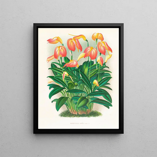 Jean Jules Linden - Masdevallia ignea.webp