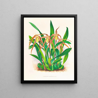 Jean Jules Linden - Maxillaria longisepala.webp