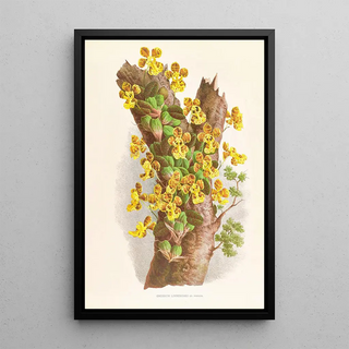 Jean Jules Linden - Oncidium Limminghei.webp