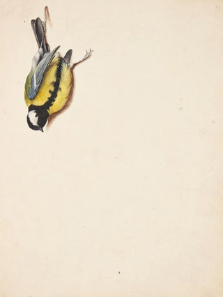 Johanna Fosie - Studie af dd musvit.webp