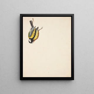 Johanna Fosie - Studie af dd musvit.webp