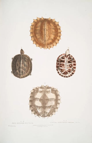 John Edward Gray - 1 2 Spinose Terrapin Emys spinos 3 4 Amborna Box Tortoise Cistuda amboinensis.webp