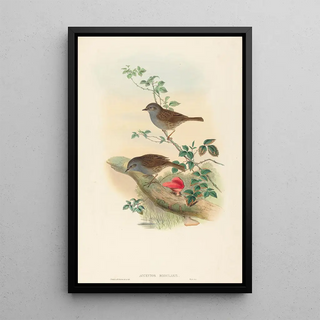 John Gould - Accentor modularis.webp