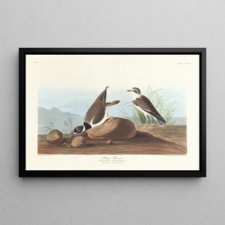 John James Audubon - Ring plover.webp