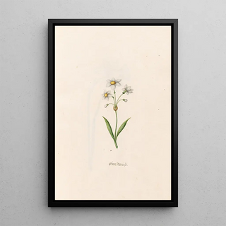 Magdelena Rosina Funck - Stern Narciss.webp