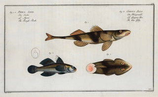 Marcus Elieser Bloch - 1 2 Perca Asper The Rough Perch 3 Gobius Jozo The blue Goby.webp