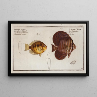 Marcus Elieser Bloch - 1 Acanthurus Velifer The Sail 2 Chaetodon maculatus The maculated Chetodon.webp