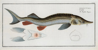 Marcus Elieser Bloch - Acipenser Ruthenus The RusfishSturgeon.webp