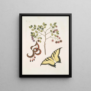 Mark Catesby - Acacia foliis amplioribus Papilio diurna prima omnium maxima.webp