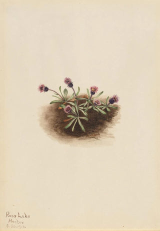 Mary Vaux Walcott - Alpine Fleabane Erigeron unalaschcensis.webp