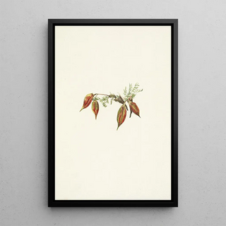 Mary Vaux Walcott - Alpine Pointvetch fruit Oxytropis podocarpa.webp