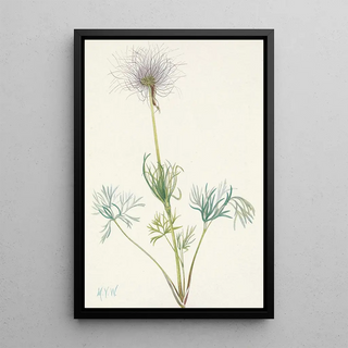 Mary Vaux Walcott - American Pasqueflower fruit Pulsatilla ludoviciana.webp