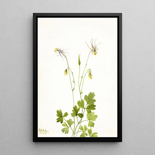 Mary Vaux Walcott - Aquilegia ecalcarata.webp