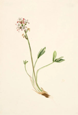 Mary Vaux Walcott - Buckbean Menyanthes trifoliata.webp