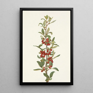 Mary Vaux Walcott - Canada Buffaloberry Lepargyrea canadensis.webp